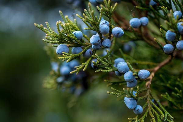 juniper berries